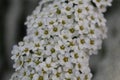 A flowering bird cherry