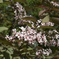 The flowering bird cherry in the botanical garden Royalty Free Stock Photo