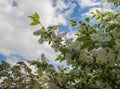 Flowering bird cherry