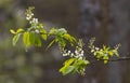 Flowering Bird Cherry (Padus avium Mill.) branch