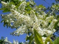Flowering bird cherry tree Royalty Free Stock Photo