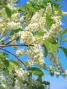 Flowering bird cherry tree Royalty Free Stock Photo