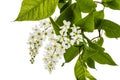 Flowering of bird cherry tree, isolated on white background Royalty Free Stock Photo