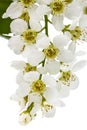 Flowering of bird cherry tree, isolated on white background Royalty Free Stock Photo