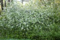 Flowering bird cherry tree in spring forest