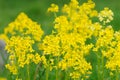 Flowering Bittercress, Herb Barbara, Barbarea vulgaris