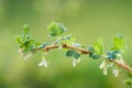 Flowering Black Currant Branch Royalty Free Stock Photo