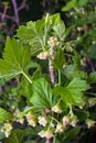 Flowering black currant branch in the garden Royalty Free Stock Photo