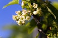 Flowering of black currant Royalty Free Stock Photo