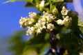 Flowering of black currant Royalty Free Stock Photo