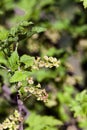 Flowering of black currant Royalty Free Stock Photo