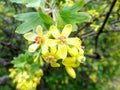 Flowering of black currant Royalty Free Stock Photo