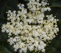 Flowering black elderberry - Sambucus nigra