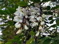 Flowering black locust