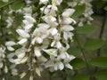 Flowering black locust tree