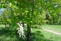 Flowering black locust tree in the park