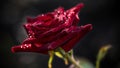 Flowering Black Magic rose in the drops of water after the rain on a blurry dark natural background.