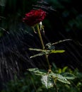 Flowering Black Magic rose in splashes of water on a dark background