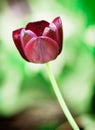 Flowering black tulip