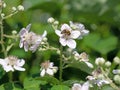 Flowering blackberries, Rubus sectio Rubus Royalty Free Stock Photo