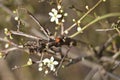 Flowering blackthorn bush (Prunus spinosa) with a ladybird (Coccinellidae) Royalty Free Stock Photo