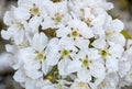 Flowering blackthorn, Prunus spinosa Royalty Free Stock Photo