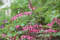 Flowering bleeding heart Lamprocapnos spectabilis, syn. Dicentra spectabilis plant with pink flowers Royalty Free Stock Photo