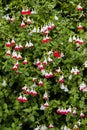 Flowering Bleeding Heart Vine Bush Royalty Free Stock Photo