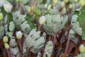 Flowering Bloodroot Sanguinaria canadensis, with budding flowers Royalty Free Stock Photo