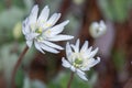 Flowering Bloodroot, Sanguinaria canadensis Royalty Free Stock Photo