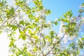 Flowering bloom of Cherry tree blossoming flowers in spring garden Royalty Free Stock Photo