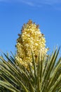 Flowering bloom of a Mojave Yucca Yucca schidigera