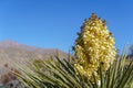 Flowering bloom and needles of a Mojave Yucca Yucca schidigera