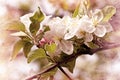 Flowering - blooming apple tree