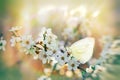 Flowering - blooming branch in focus (spring time)