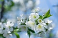 Flowering - blooming cherry tree, beautiful nature in spring