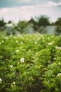 Flowering Blooming Green Vernal Sprouts Of Potato Plant Or Solanum Tuberosum Growing On Plantation In Spring Summer Royalty Free Stock Photo