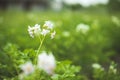 Flowering Blooming Green Vernal Sprouts Of Potato Plant Or Solanum Tuberosum Growing On Plantation In Spring Summer