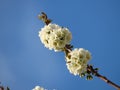 Flowering blooming cherry tree branches on clear blue sky background. cherry tree white blossom. Spring season. Royalty Free Stock Photo