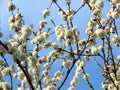 Flowering blooming cherry tree branches on clear blue sky background. cherry tree white blossom. Spring season.