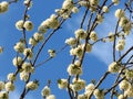 Flowering blooming cherry tree branches on clear blue sky background. cherry tree white blossom. Spring season. Royalty Free Stock Photo