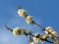 Flowering blooming cherry tree branches on clear blue sky background. cherry tree white blossom. Spring season. Royalty Free Stock Photo