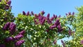 Flowering Blooming Sweet Lilac Flowers