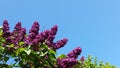 Sweet Lilac Flowers