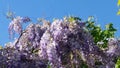 Blooms Sweet Wisteria