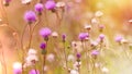 Flowering, blooming thistle - burdock Royalty Free Stock Photo