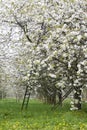 Flowering blossom trees Royalty Free Stock Photo