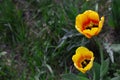 Flowering, blossom tulips with water drops, blur, background and texture. B