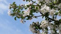 Spring Flowering Blossoming Apple Flower