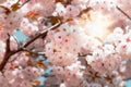 Flowering, blossoming cherry branch illuminated by the sun`s rays , beauty in nature Royalty Free Stock Photo